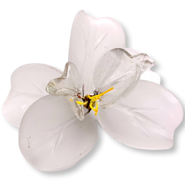Flor Pequenas orquídea